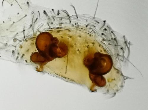 Réf. 319 335 : Tegenaria hasperi